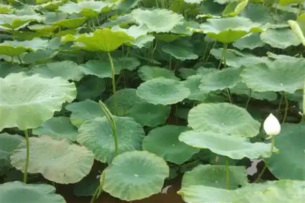 莲藕的挑选方法,新鲜莲藕带有泥土清香