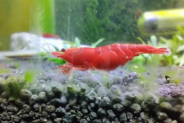 观赏虾混养会串种吗，是有串种风险的