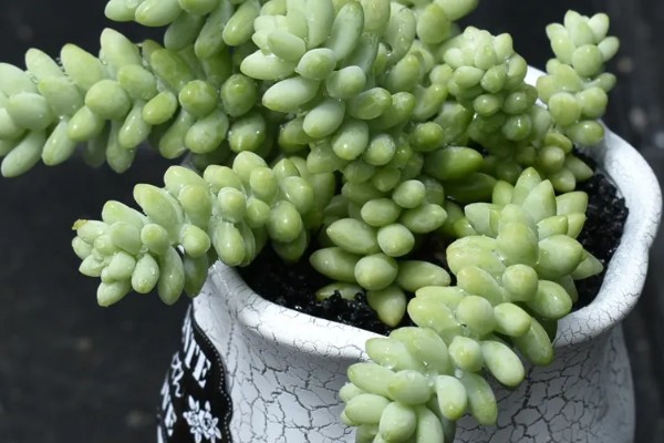 翡翠叶子的寓意，寓意冰清玉洁、生机盎然等