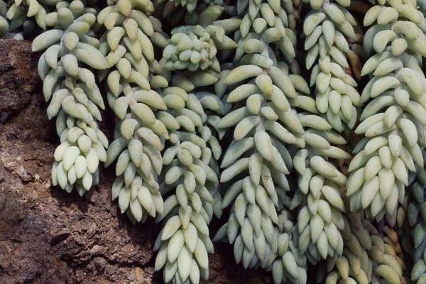 翡翠叶子的寓意，寓意冰清玉洁、生机盎然等