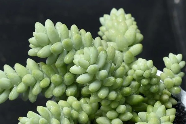 翡翠叶子的寓意，寓意冰清玉洁、生机盎然等