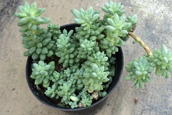 翡翠叶子的寓意，寓意冰清玉洁、生机盎然等