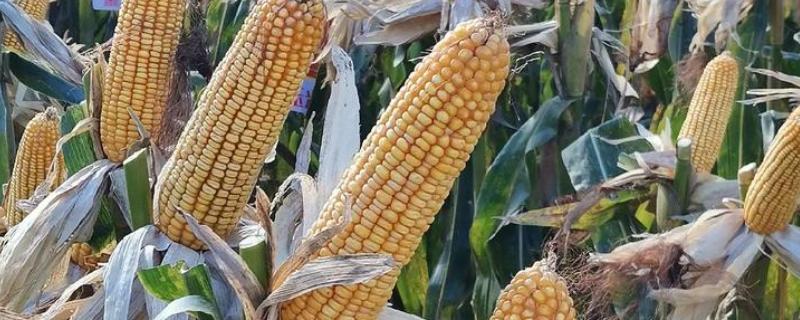 隆创310玉米种的特征特性，在不同玉米区的生育期有区别