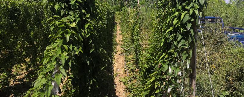 山药豆怎么种植，整个生长期浇水5-7次