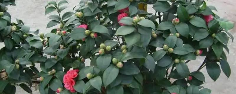 茶花树枯死怎么办，剪除枯黄的枝条和烂根并换土重栽