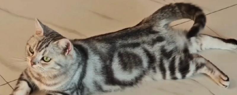 猫咪摇尾巴的原因，情绪发生变化时会摇尾