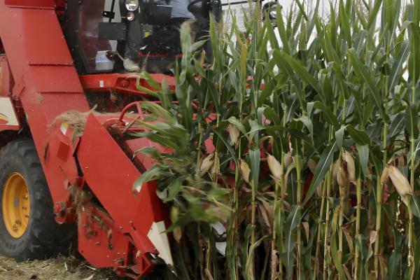 谷王玉米收割机的特点,发动机动力十足具有不错的可靠性