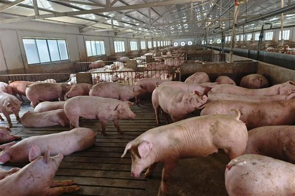 常见猪病用什么药，常见的病有传染性胸膜肺炎、喘气病等