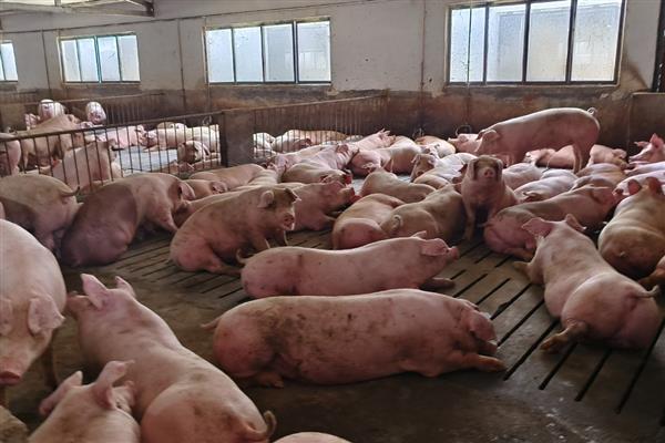 常见猪病用什么药，常见的病有传染性胸膜肺炎、喘气病等