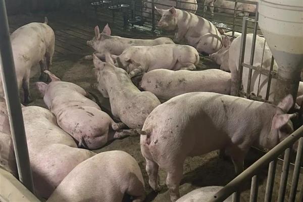 常见猪病用什么药，常见的病有传染性胸膜肺炎、喘气病等