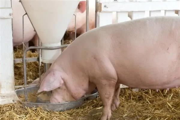 常见猪病用什么药，常见的病有传染性胸膜肺炎、喘气病等