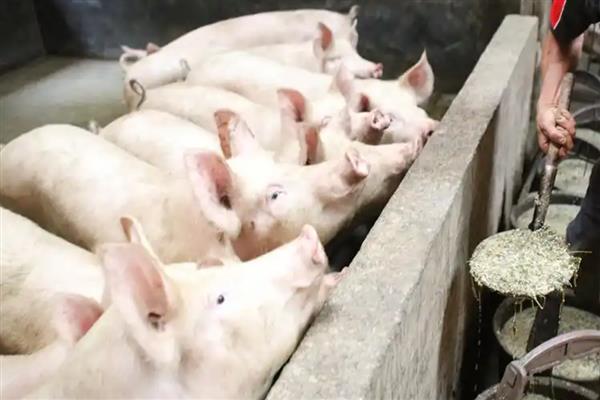 常见猪病用什么药，常见的病有传染性胸膜肺炎、喘气病等