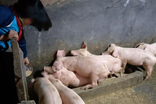 常见猪病用什么药，常见的病有传染性胸膜肺炎、喘气病等