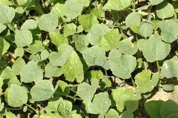 甜瓜育苗的方式，主要采用以下三种方法