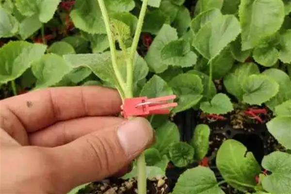 甜瓜育苗的方式，主要采用以下三种方法