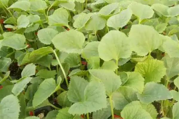 甜瓜育苗的方式，主要采用以下三种方法