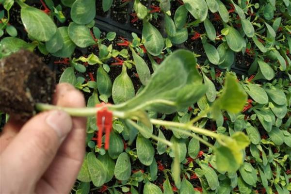 甜瓜育苗的方式，主要采用以下三种方法