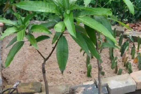 芒果苗的打顶方法,长到60-70cm的时候便可进行