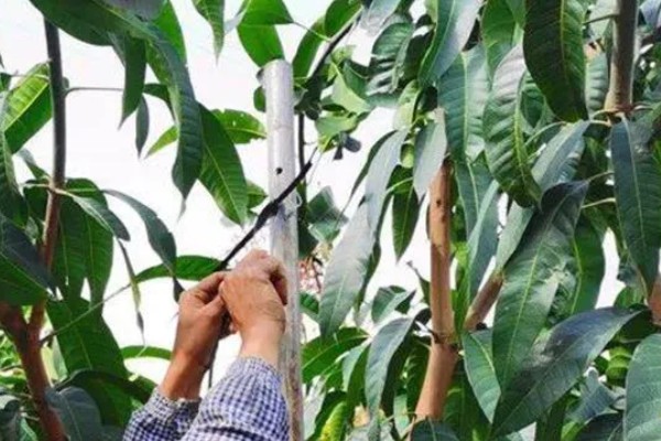 芒果苗的打顶方法,长到60-70cm的时候便可进行