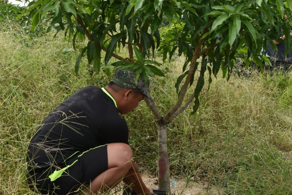 芒果苗的打顶方法,长到60-70cm的时候便可进行