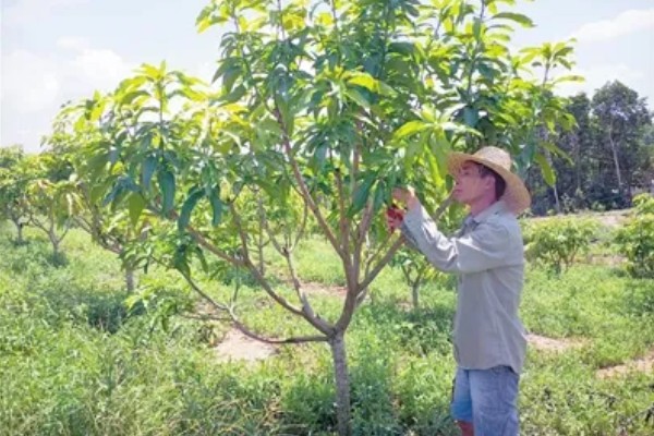 芒果苗的打顶方法,长到60-70cm的时候便可进行