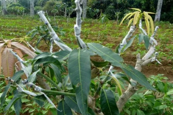 芒果苗的打顶方法,长到60-70cm的时候便可进行