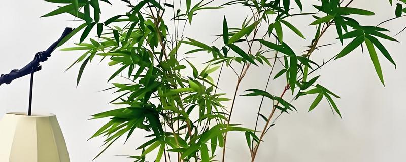 观音竹和莲花竹的区别,属性和枝叶均不同