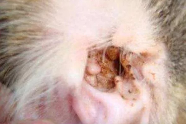 犬猫旋尾线虫病的症状，常引起组织出血、炎症等