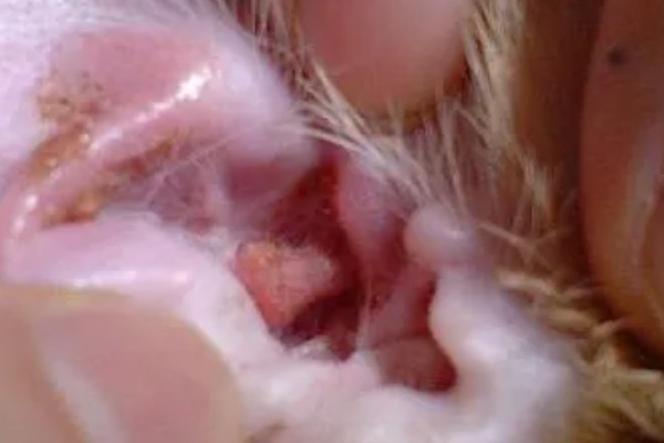 犬猫旋尾线虫病的症状，常引起组织出血、炎症等