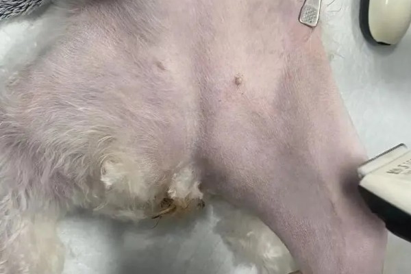 犬猫旋尾线虫病的症状，常引起组织出血、炎症等