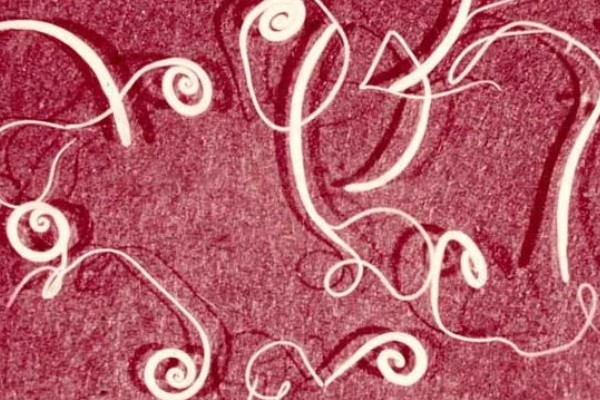 犬猫旋尾线虫病的症状，常引起组织出血、炎症等