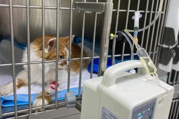 犬猫旋尾线虫病的症状，常引起组织出血、炎症等