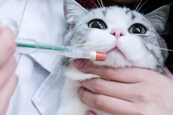 犬猫旋尾线虫病的症状，常引起组织出血、炎症等