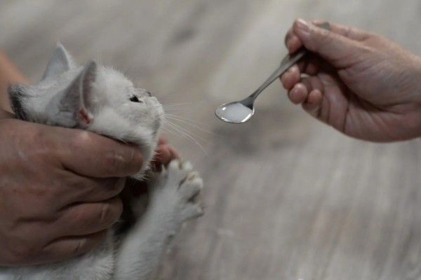 犬猫旋尾线虫病的症状，常引起组织出血、炎症等