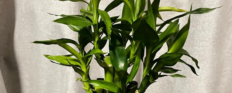 怎么水养转运竹，应该用干净的水养