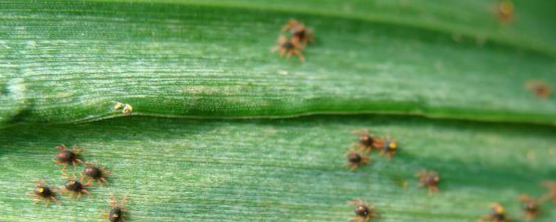 玉米红蜘蛛什么时候防治,关键防治时间为5月份上中旬