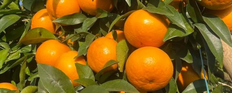 沃柑有哪些特点，果皮有油胞、果顶有印圈