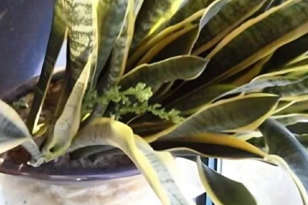 虎皮兰为何叶子发软，一般是浇水过多、强光照射等因素引起