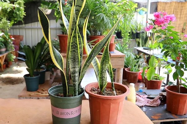 虎皮兰为何叶子发软，一般是浇水过多、强光照射等因素引起