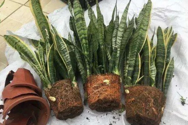 虎皮兰为何叶子发软，一般是浇水过多、强光照射等因素引起