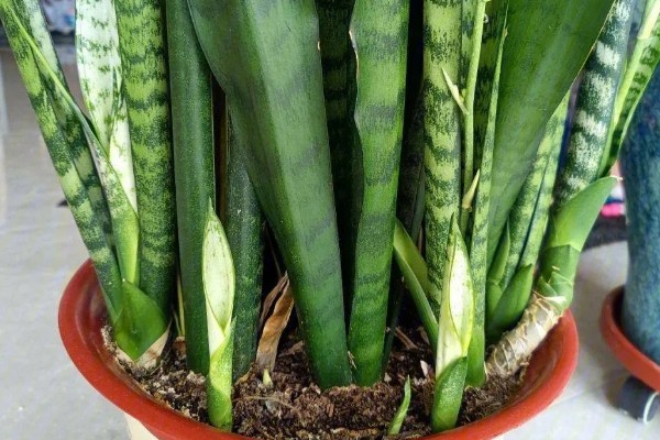 虎皮兰为何叶子发软，一般是浇水过多、强光照射等因素引起