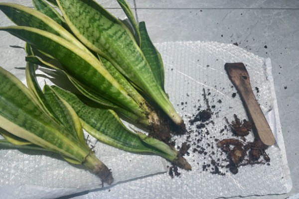 虎皮兰为何叶子发软，一般是浇水过多、强光照射等因素引起