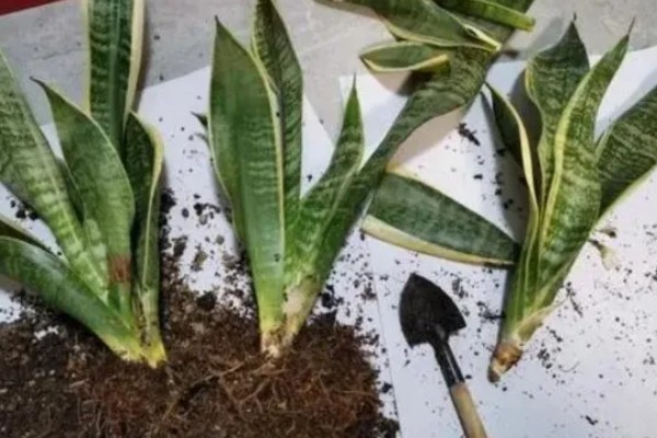 虎皮兰为何叶子发软，一般是浇水过多、强光照射等因素引起