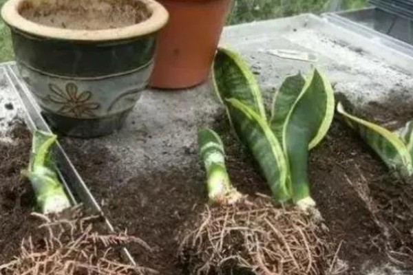 虎皮兰为何叶子发软，一般是浇水过多、强光照射等因素引起