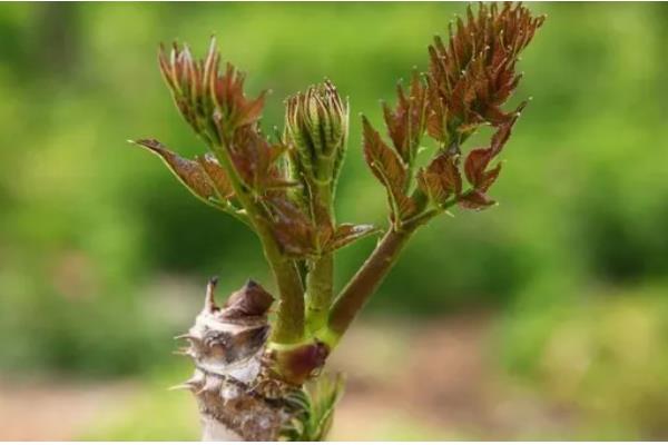 刺老芽怎么进行无土栽培，天气暖和时每隔10天换一次水