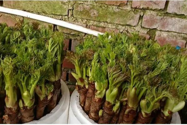 刺老芽怎么进行无土栽培，天气暖和时每隔10天换一次水