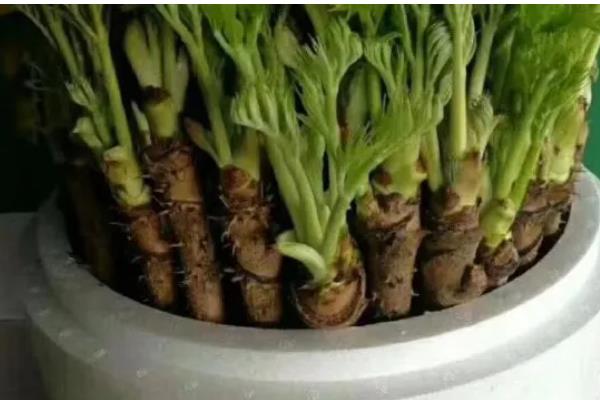 刺老芽怎么进行无土栽培，天气暖和时每隔10天换一次水