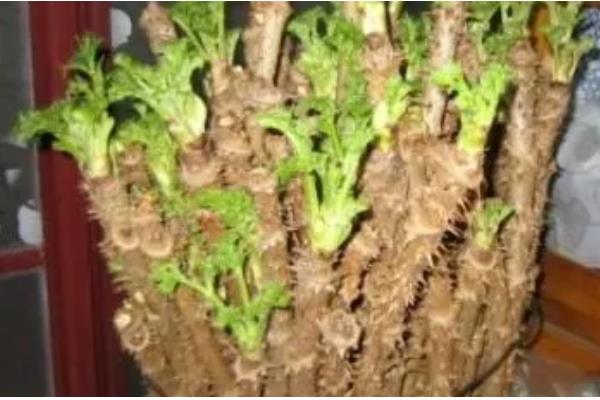 刺老芽怎么进行无土栽培，天气暖和时每隔10天换一次水