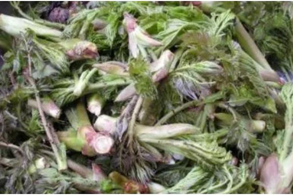 刺老芽怎么进行无土栽培，天气暖和时每隔10天换一次水