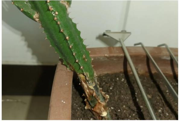 龙骨烂根如何处理，剪除烂根并换土重栽